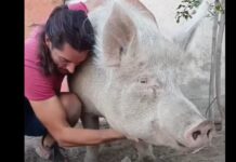 Sfattoria degli Ultimi: Ferragosto teso. Il TAR rimanda la decisione