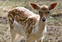 I daini del Parco del Po destinati al macello